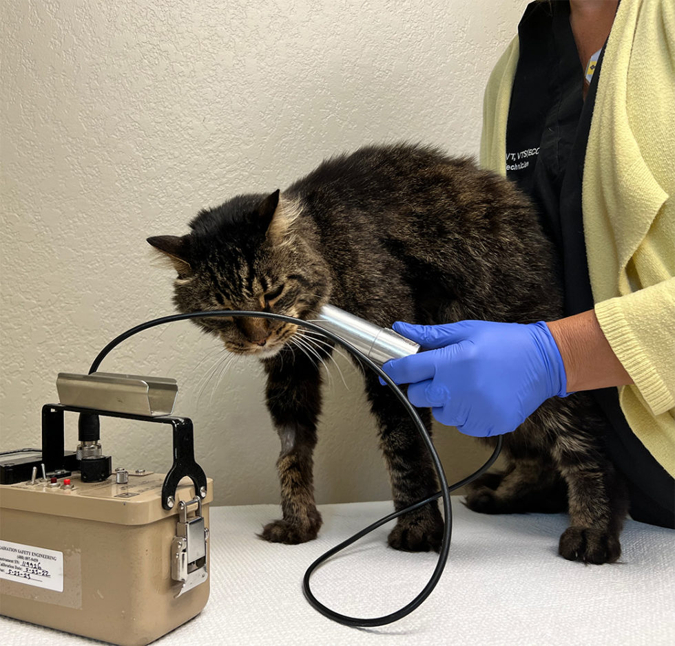 Radioactive Iodine Therapy Southwest Veterinary Oncology